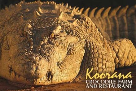 KOORANA CROC PARK - Yeppoon