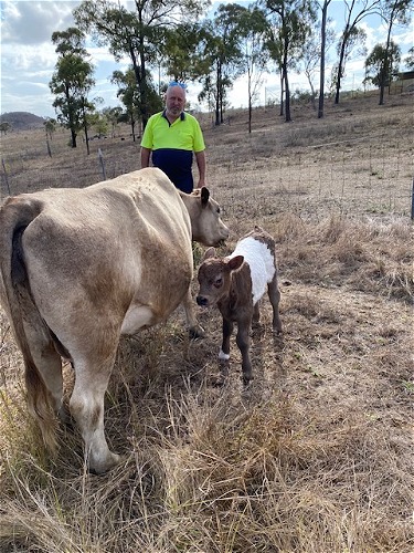 Casper Progeny to a Miniature Murray Gray Dam