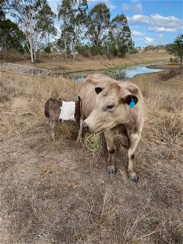 Bambi and calf to a Mini Belted Galloway Bull (black/white)