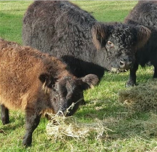 Freida with her last calf from a Miniature Belted Galloway Bull