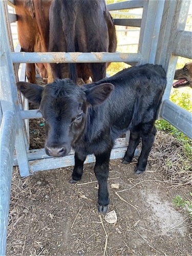 Wilma's calf to a Mini Belted Galloway Bull (Black/White)