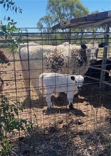 Wilma's calf to a Mini Galloway Bull (White/Brown Points)