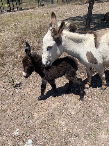 Delite Foal - Edward (wether)