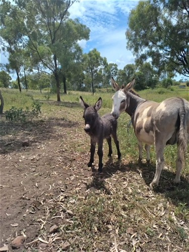 Sofia Foal - SashaFierce (female)