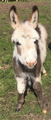 Surprise Foal - Chip (wether)