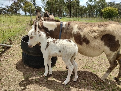 Surprise Foal - Heaven (female)