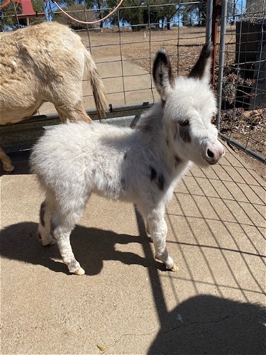 Talula Foal - Tallow (female)