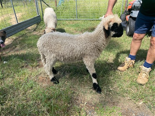 2024 Stud Ram to be joined with Malakai Beckham