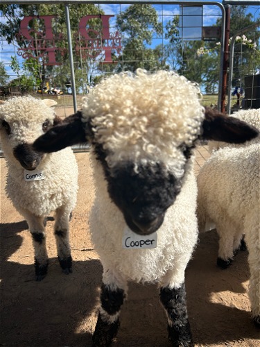 2024 Twin Lamb Cooper