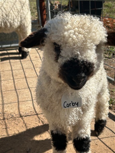 2024 Twin Lamb Corby