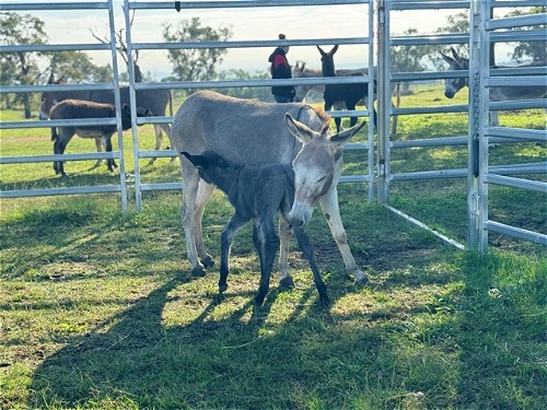 Casey and foal