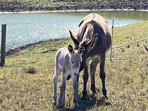 Sally foal