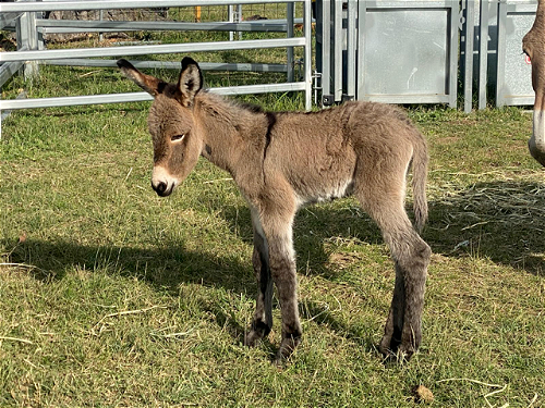 Eve Foal